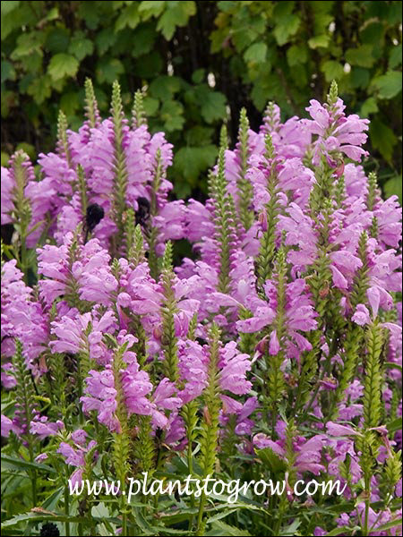 The flowers are a bright vivid pink.